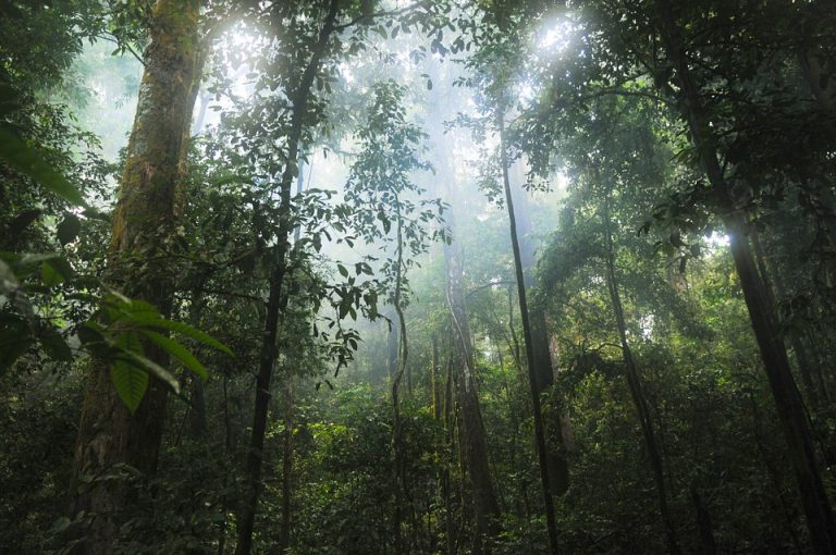 BNN Urges Transparency and Reform in Long-Term Logging Concessions in Belize's Forest Reserves